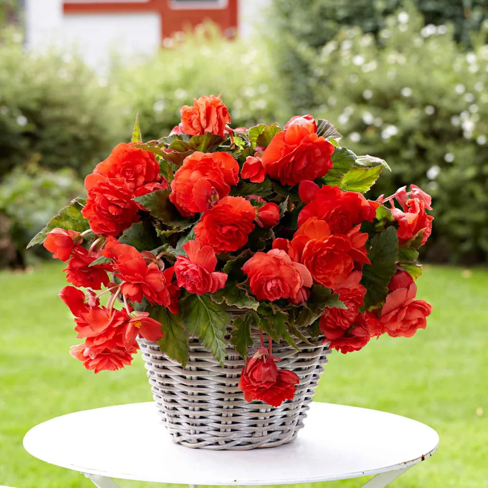 Bakker Bégonia Red Glory bulbe rouge parfumé lot de 5