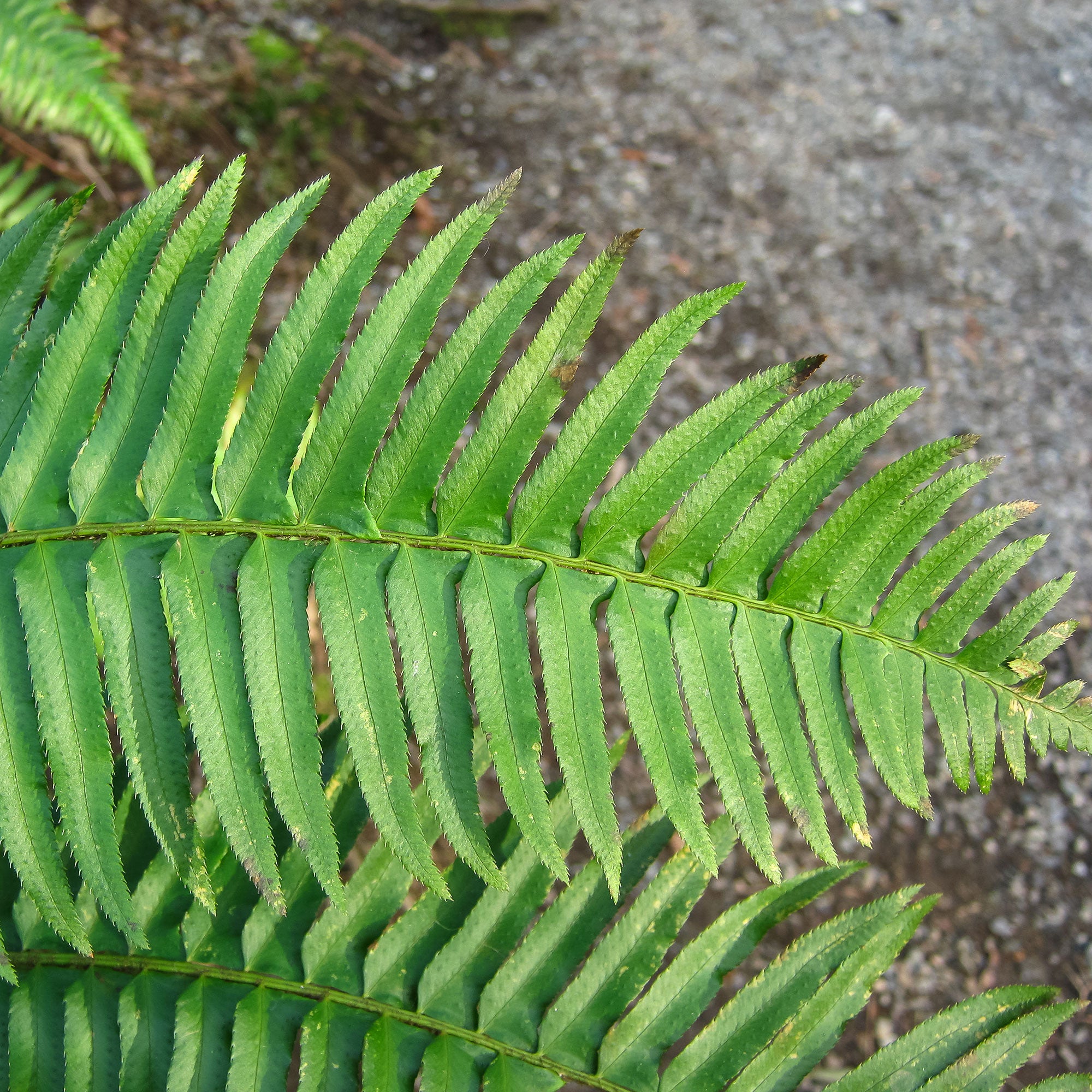 Bakker Polystic fougère persistante pot Ø 9 cm ombre -28°C