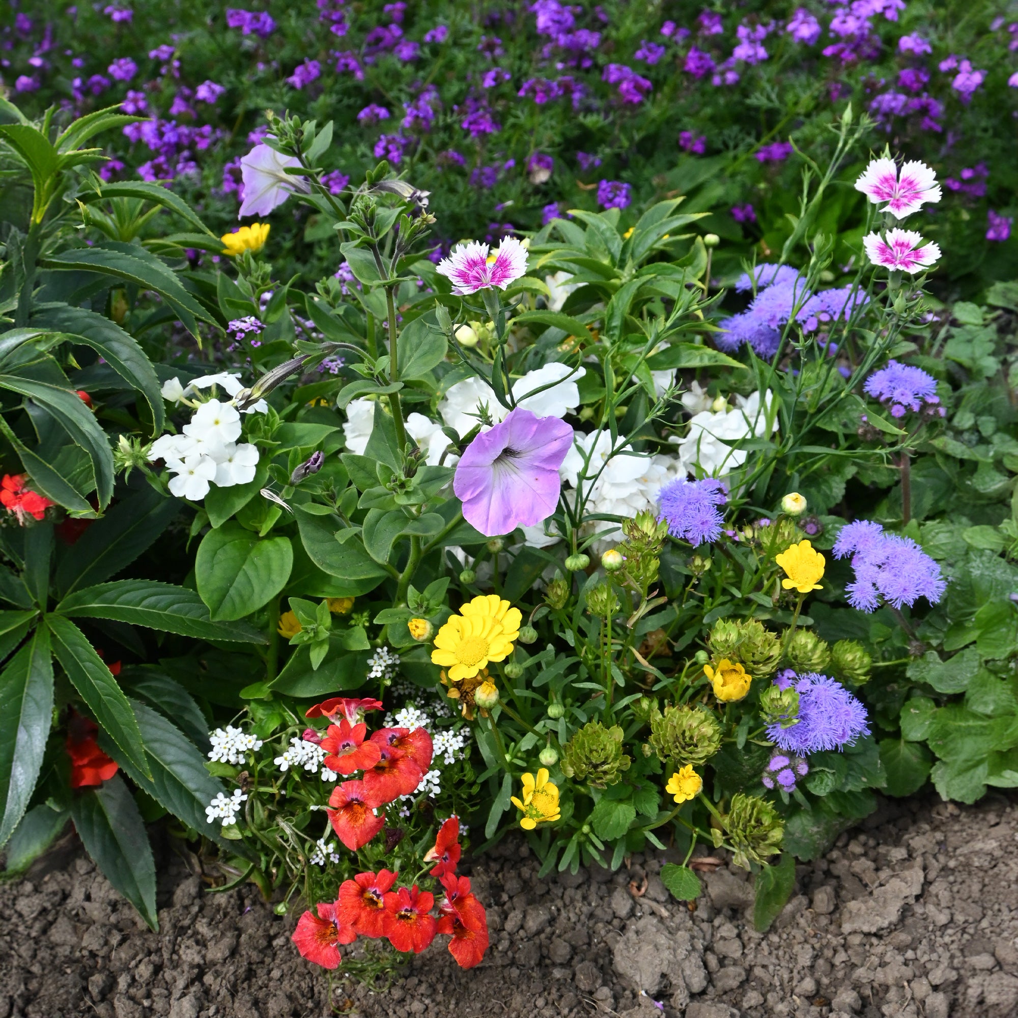 Bakker Tapis fleurs jardinières 50x12cm multicolore
