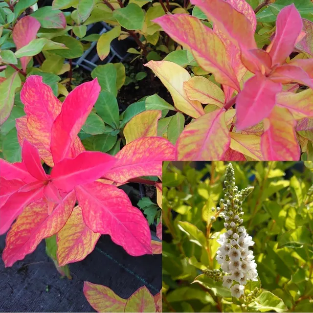 Passion Vivaces Lysimachia fortunei Candela plante vivace pot 1L fleurs blanches