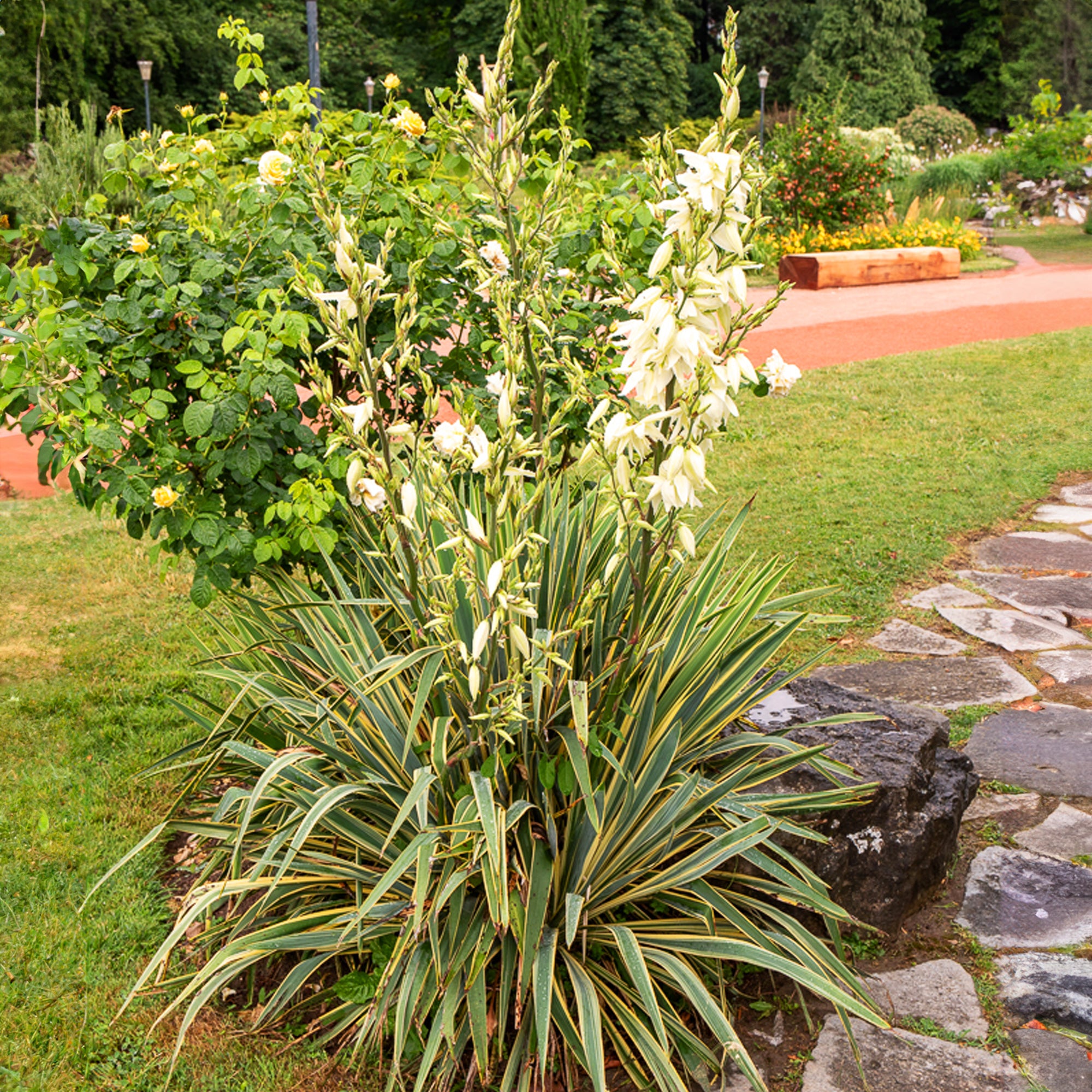 Bakker Yucca Bright Edge arbuste pot 2L 20-30cm rustique