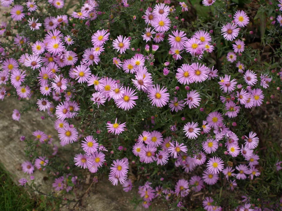 Passion Vivaces Aster dumosus Peter Harrisson plante godet rose