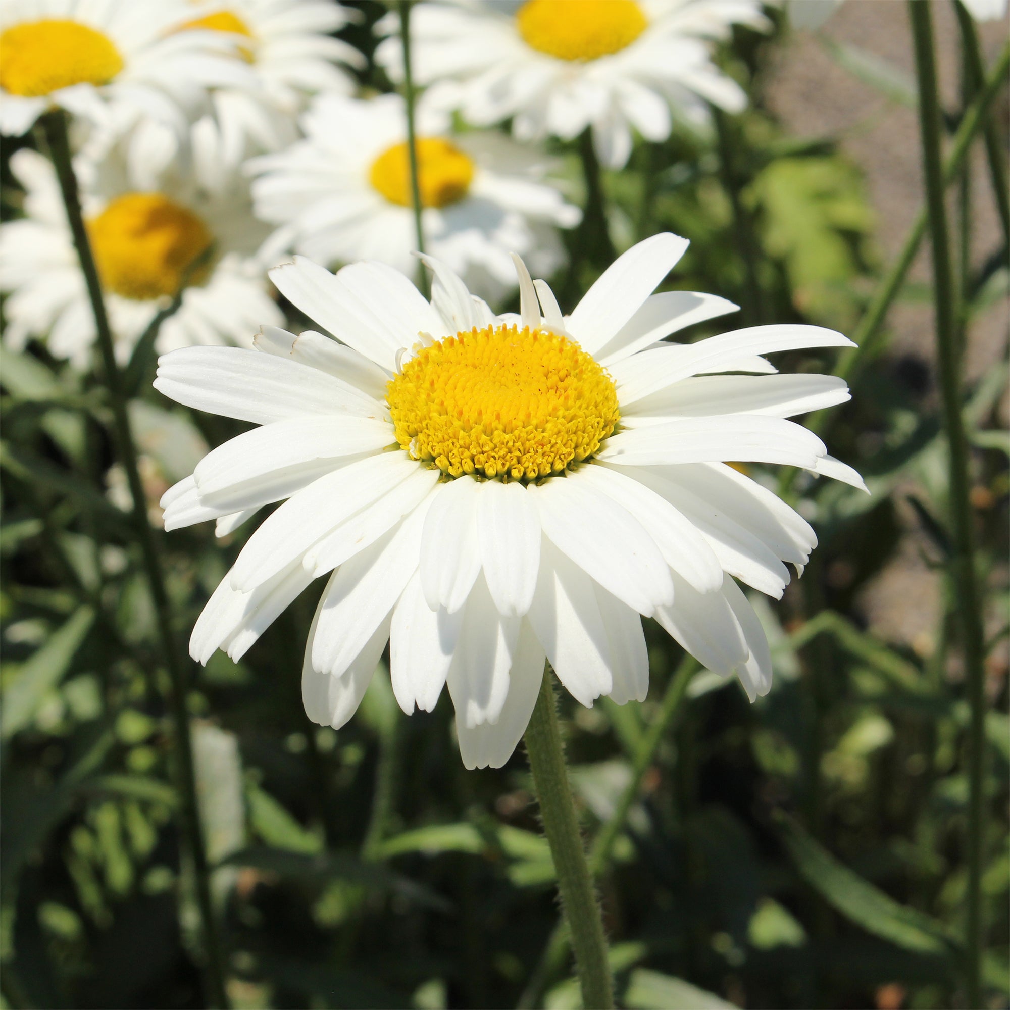 Bakker Alaska marguerite d'été pot 9cm fleurs blanches