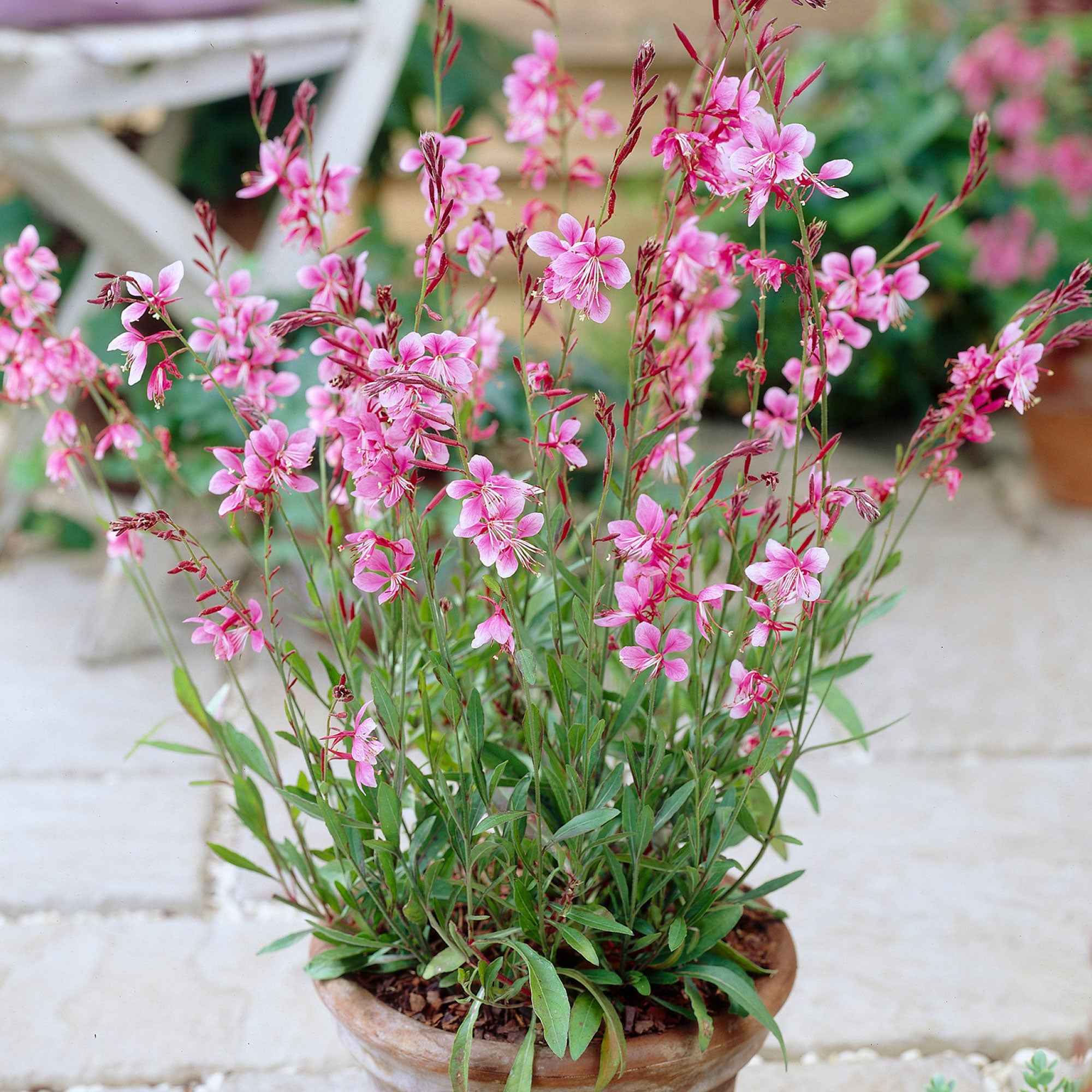 Bakker Gaura Siskiyou Pink vivace rose lot 2 pots 9cm