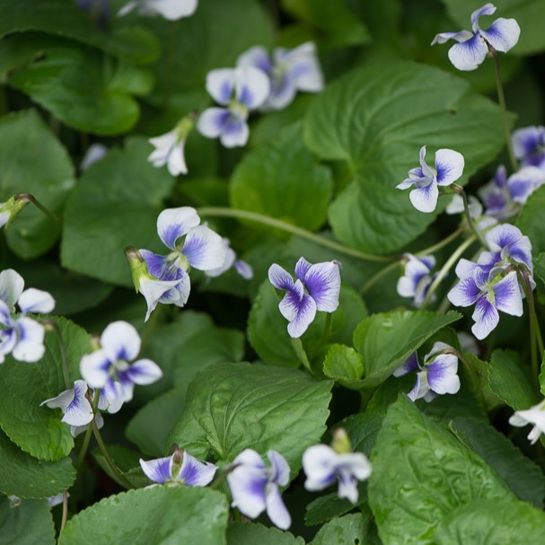 Passion Vivaces Viola sororia Priceana violette pot 1L blanche