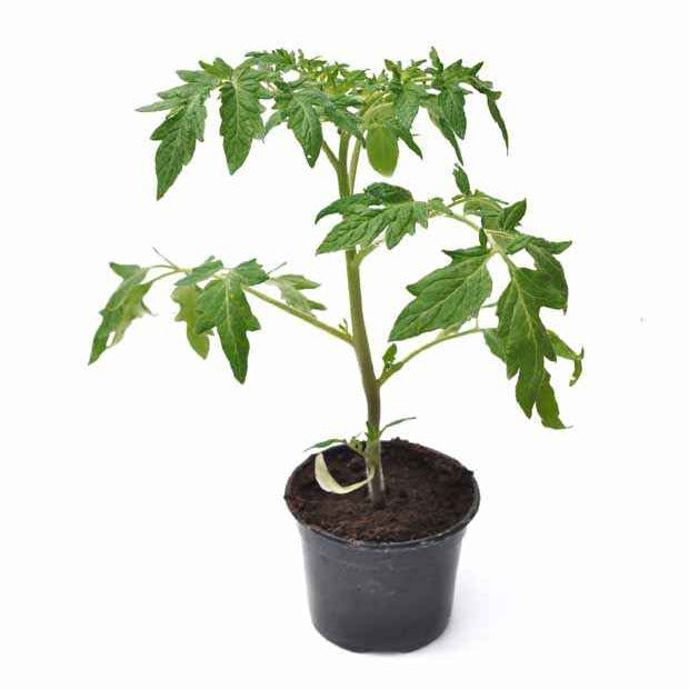 Bakker Potager Plant Tomate Green Zebra 3 plants pot 10,5cm verte