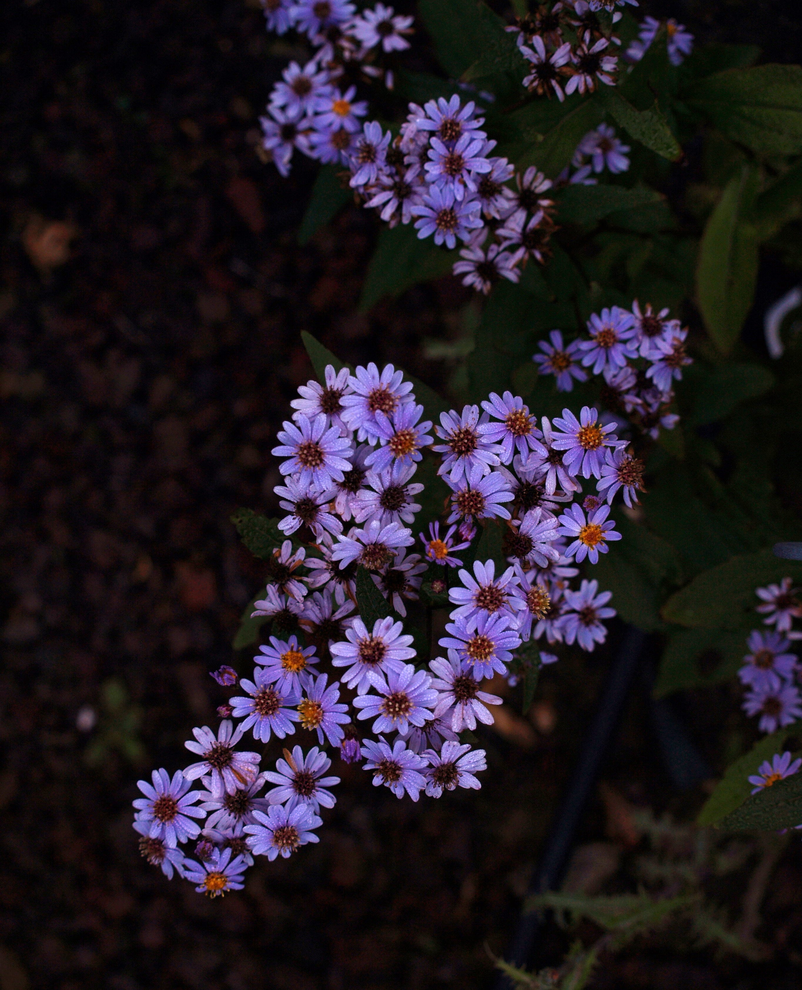 Passion Vivaces ASTER ageratoides Harry Schmidt vivace pot 1L rose