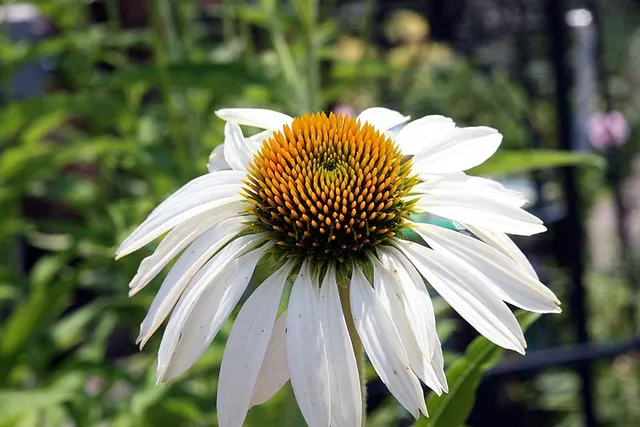 Passion Vivaces Echinacea purpurea White Swan échinacée blanche 1 L