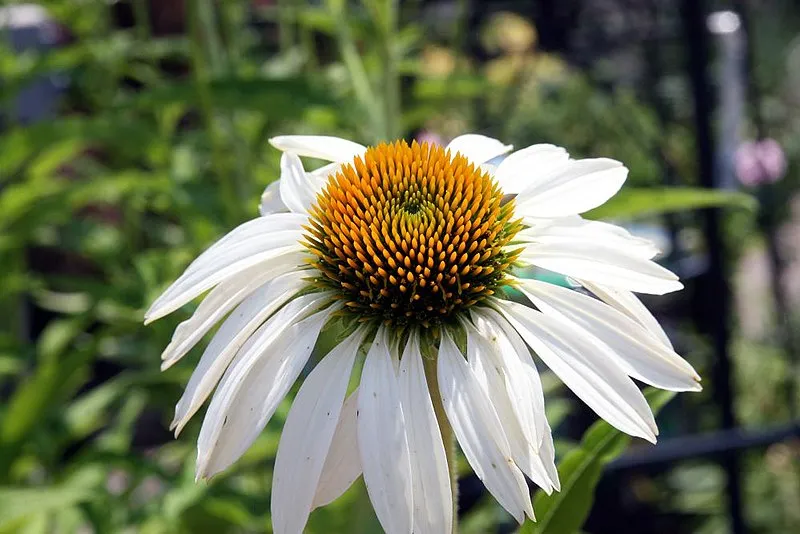 Passion Vivaces Echinacea purpurea White Swan échinacée blanche 1 L