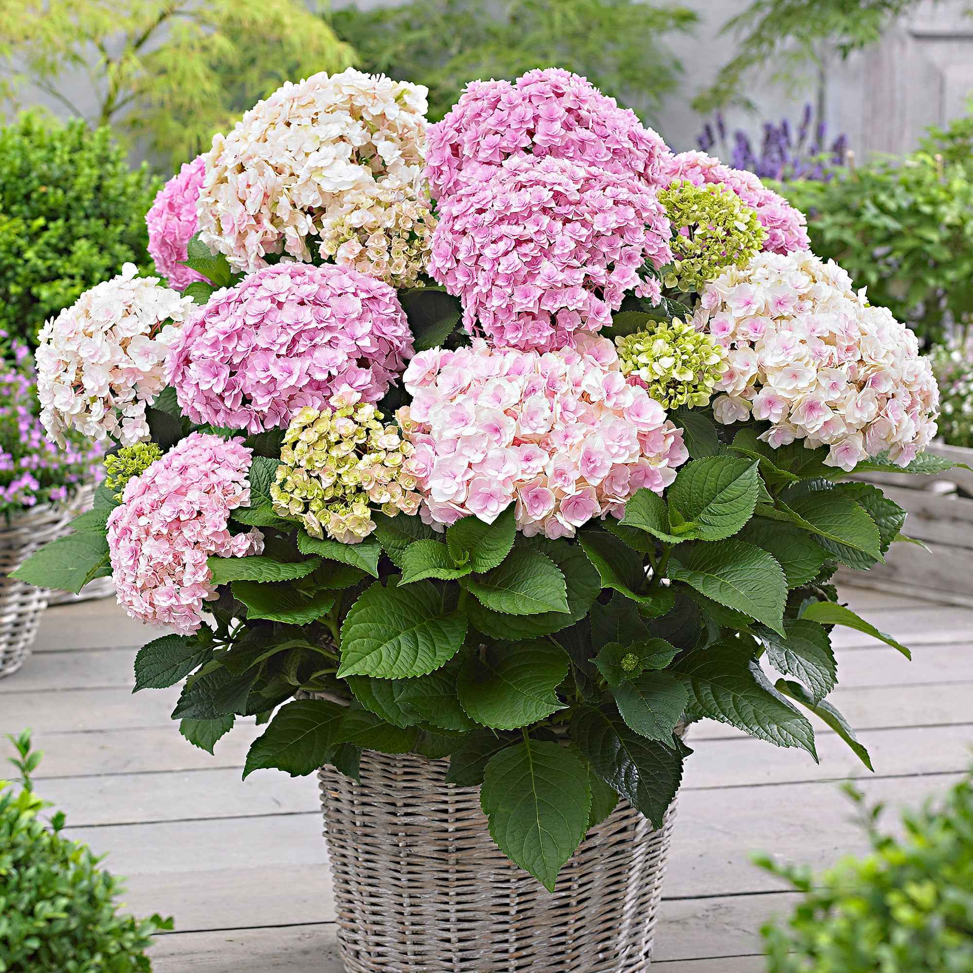 Bakker Hortensia Doppio Nuvola arbuste pot 1,5L bleu