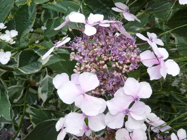 Les Hortensias du Haut Bois Tricolor hortensia godet