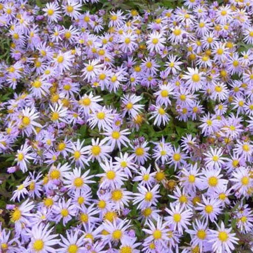Bakker Marguerite Eleven Purple vivace pot Ø 9cm violet