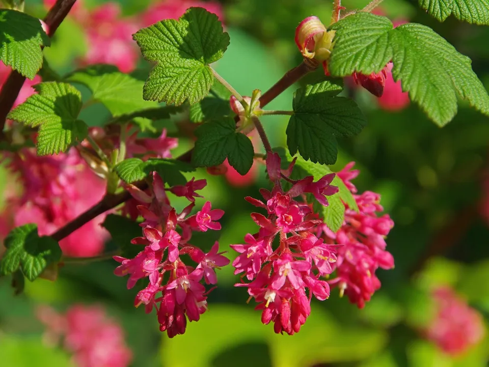 Ripoche Ribes King Edouard VII arbuste fleurs rose pourpre