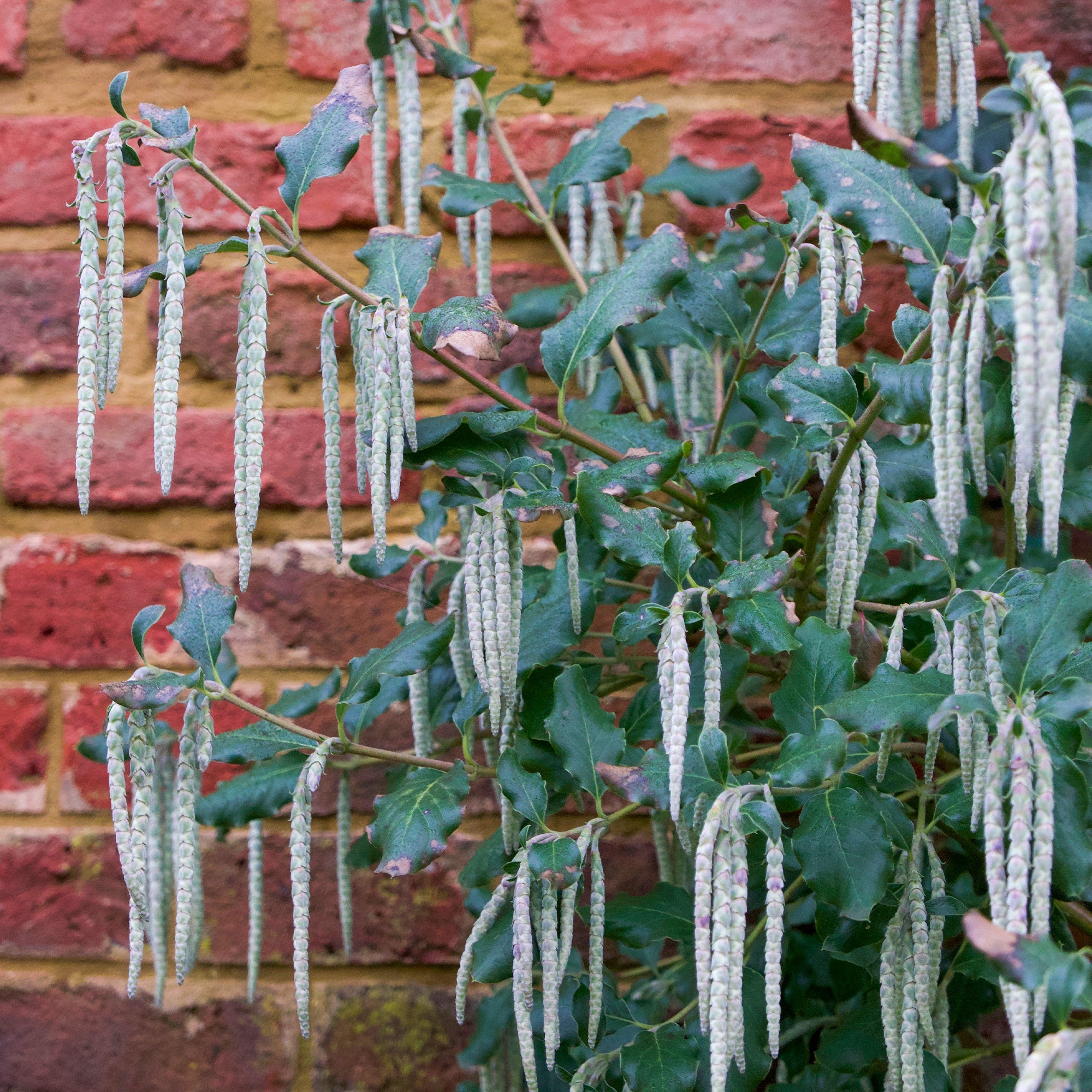 Bakker Garrya elliptica arbuste pot 2L 25-30cm floraison hiver