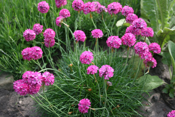 Passion Vivaces Armeria maritima Koster arméria godet rose vif