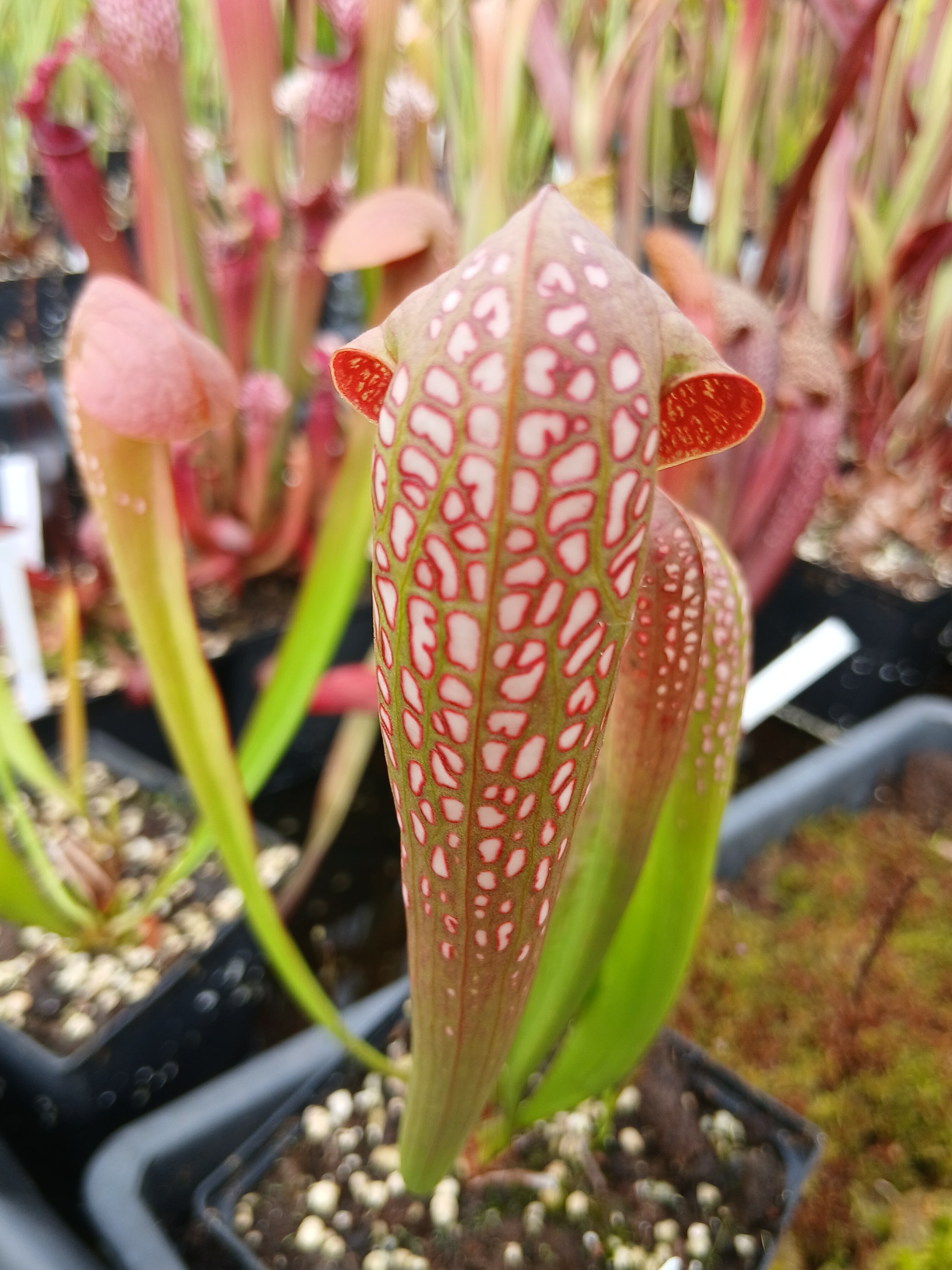 Carniflore Sarracenia minor plante carnivore chapeau casque