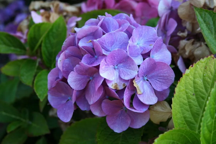 Les Hortensias du Haut Bois Wildenstein hortensia fleurs rondes godet