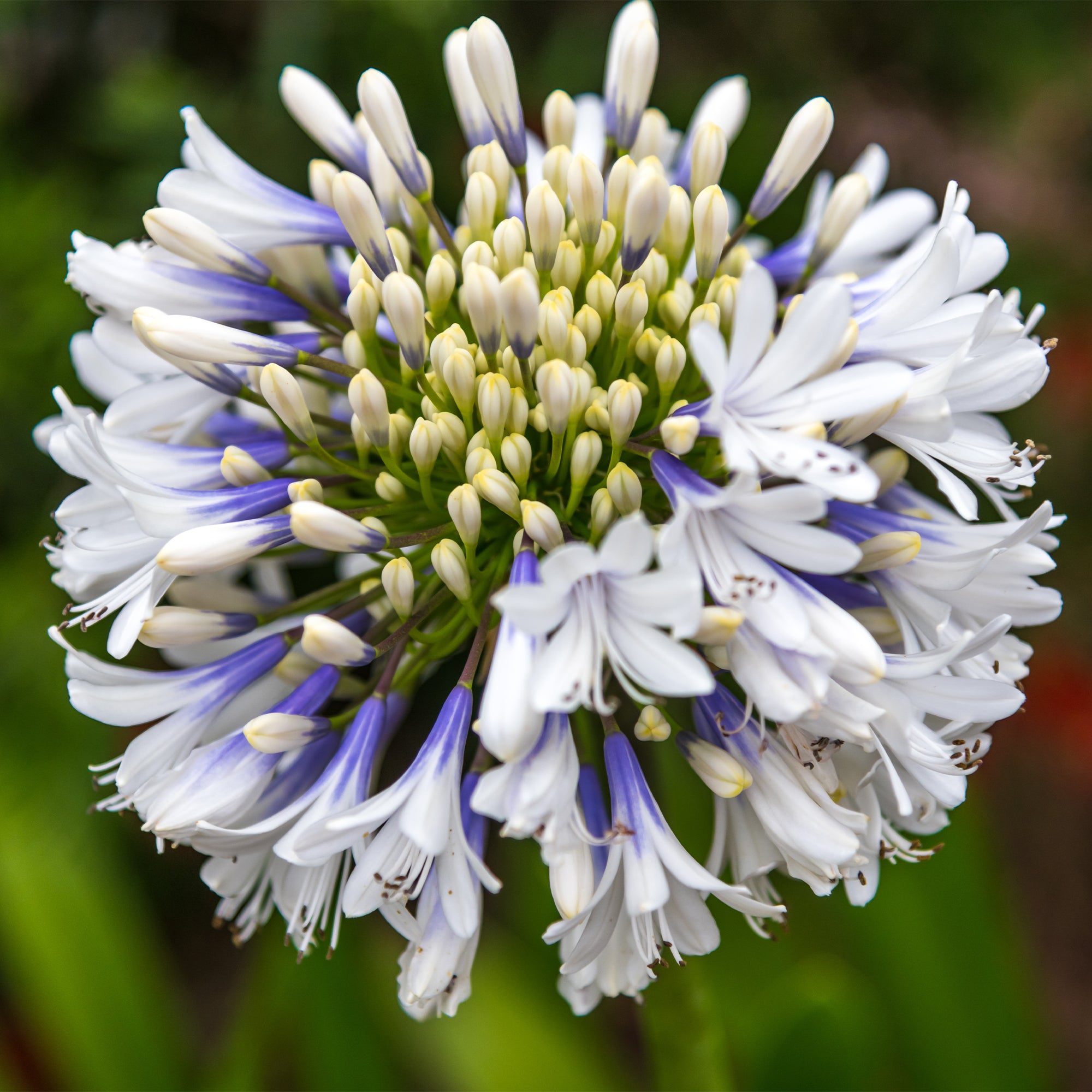 Bakker Agapanthe Queen Mum grande fleur bicolore pot 9cm