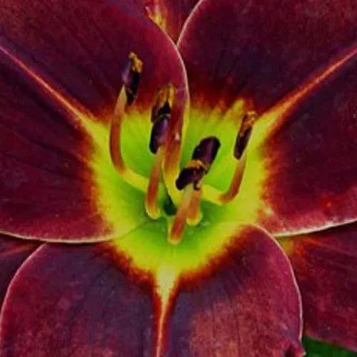 Bakker Hémérocalle Doc Holiday plante vivace pot 9cm jaune