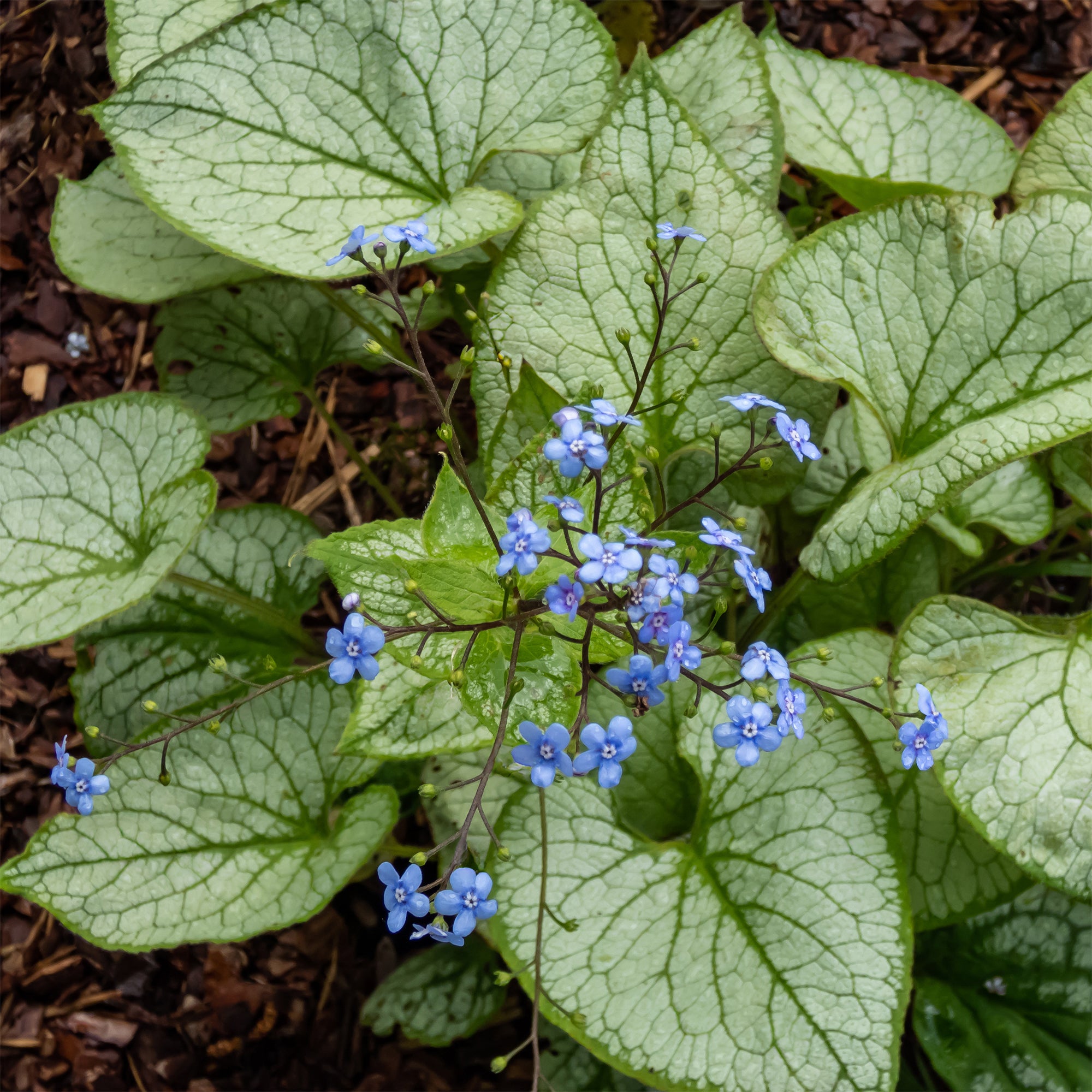 Bakker Jack Frost myosotis du Caucase pot Ø 9cm ombre