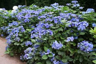 Les Hortensias du Haut Bois Eisvogel hortensia macrophylla plates