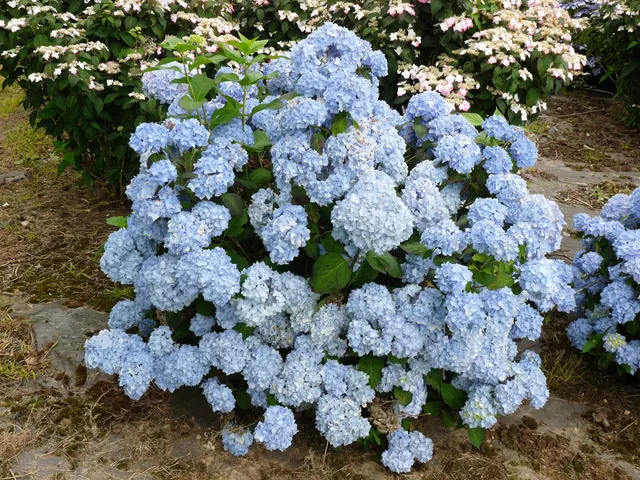 Les Hortensias du Haut Bois Bouquet bleu hortensia bleu godet