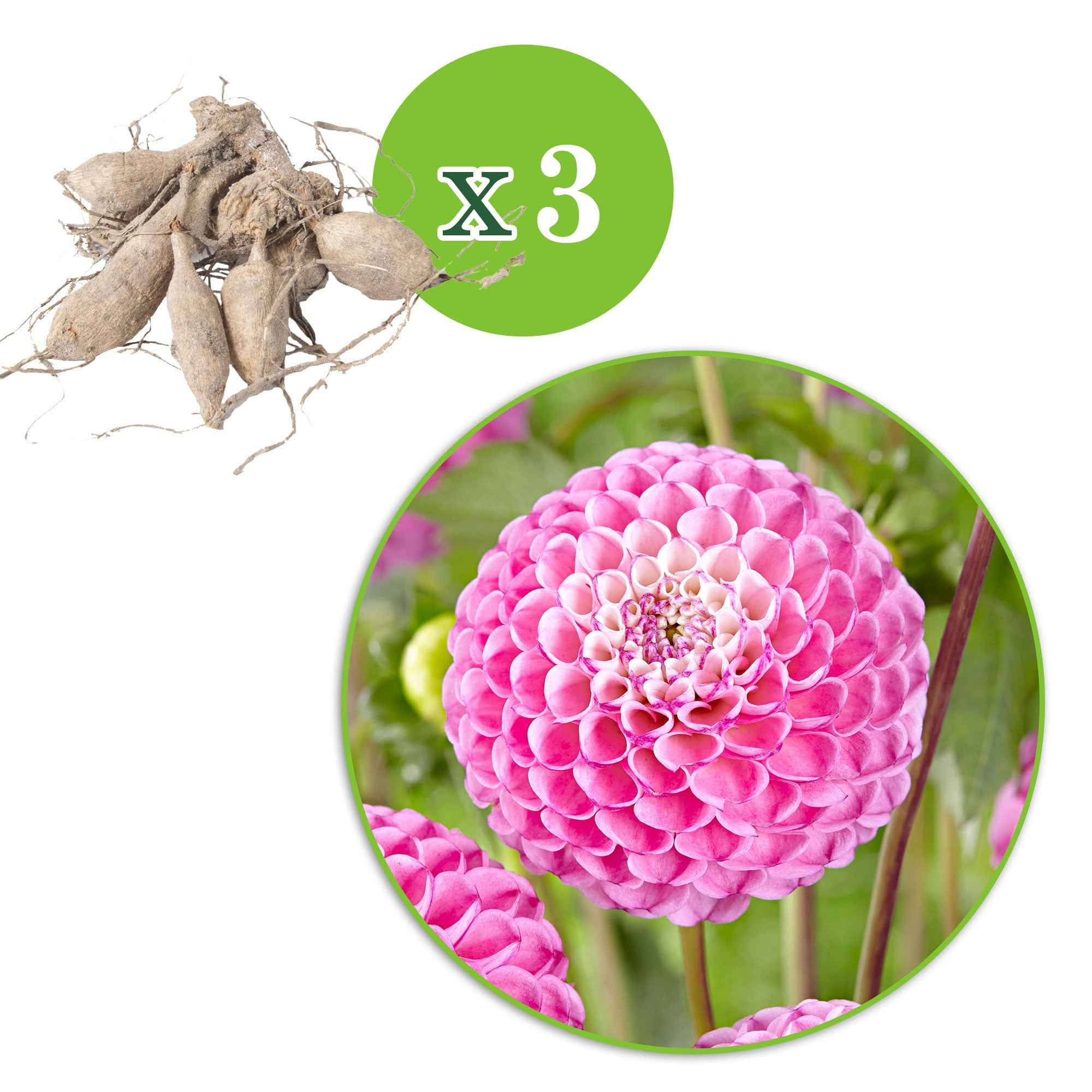 Bakker Dahlia Zippity Do Da bulbes lot 3 rose nain