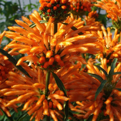 Bakker Vivaces Queue de lion vivace pot 0.8L 20-30cm orange