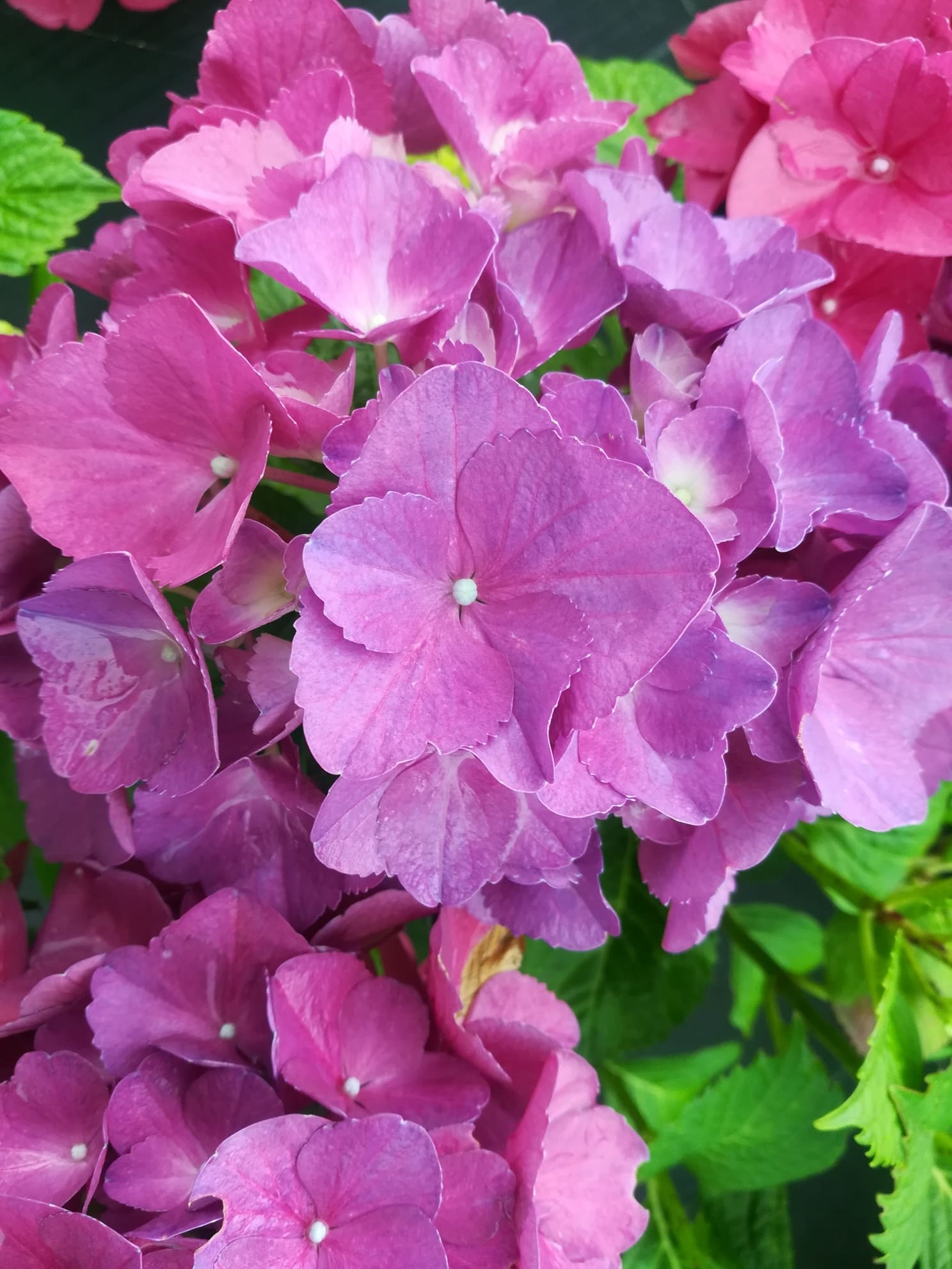 Les Hortensias du Haut Bois Kastel hortensia fleurs rondes godet