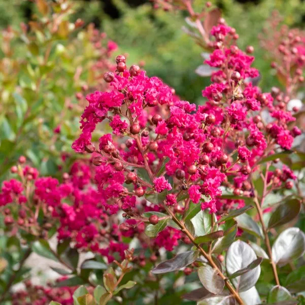 Bakker Braise d'été Indybra lilas des Indes pot 1,3 L fuchsia
