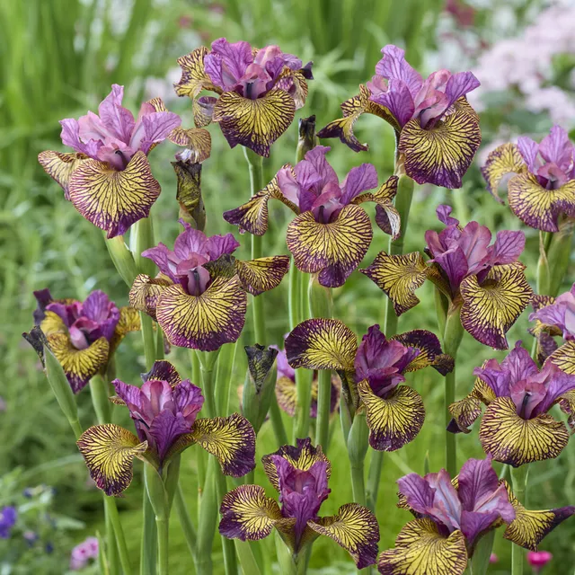 Bakker Iris de Sibérie Juniper Leigh violet 3 racines