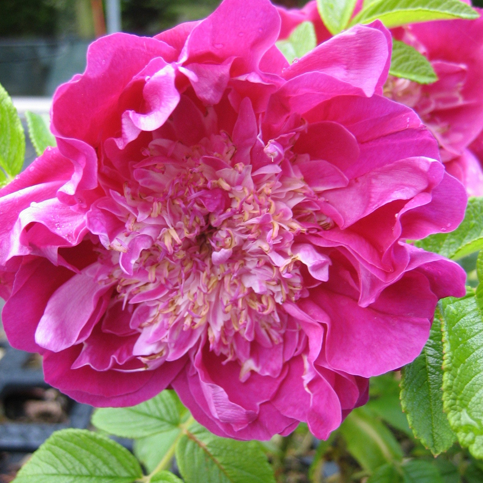 Bakker Pompom Perfume Rosier Pot 9cm Rose Pivoine