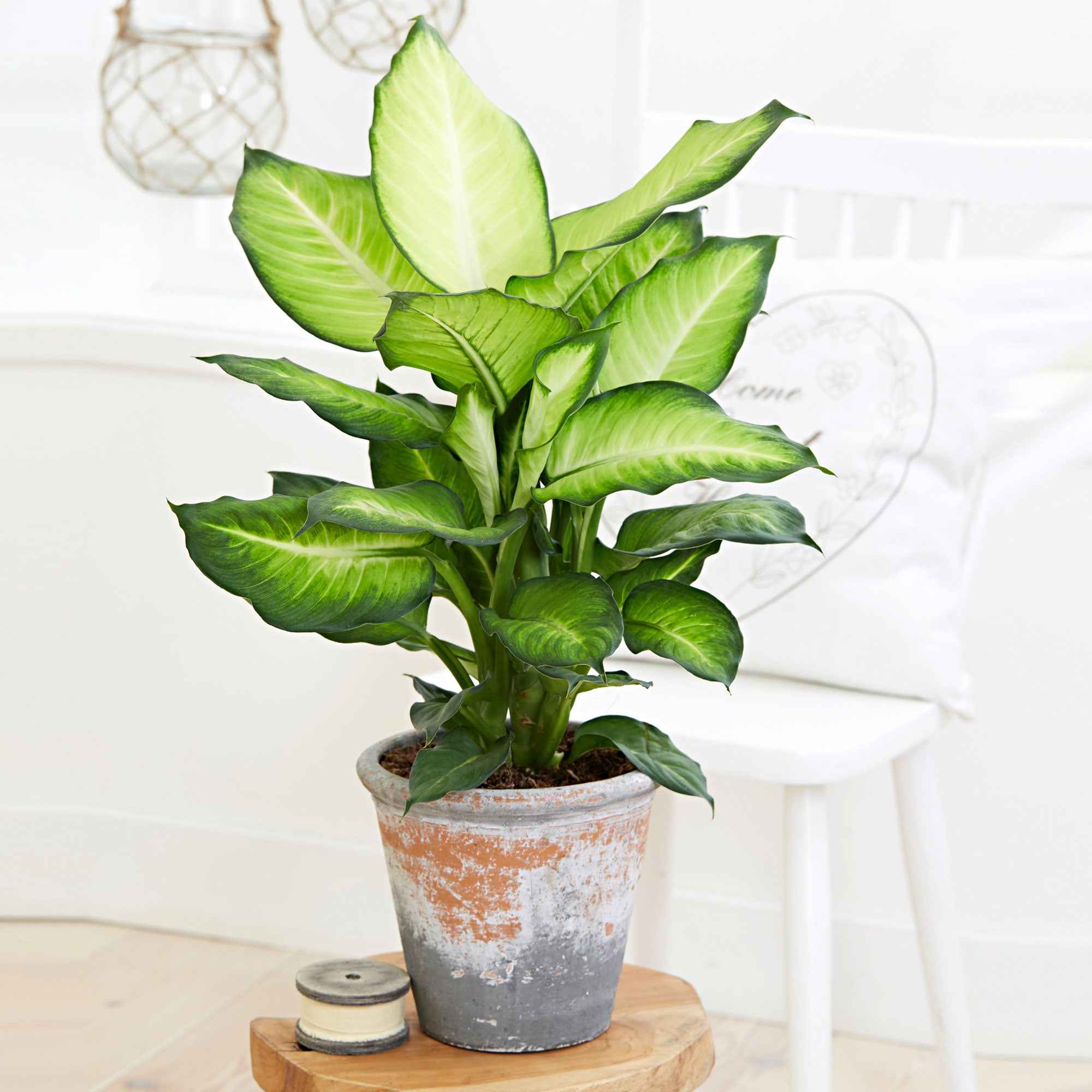 Bakker Summer Style dieffenbachia d'intérieur pot Ø17cm panaché