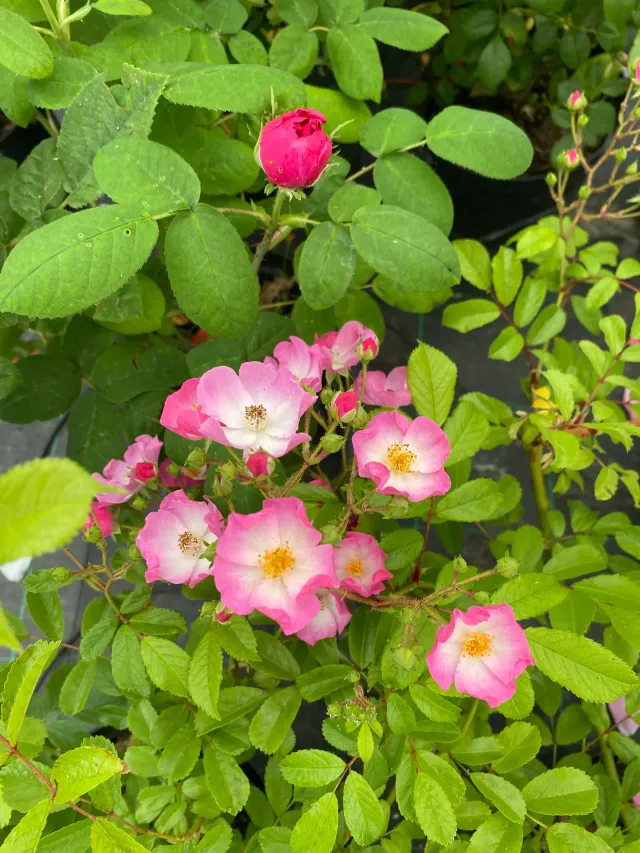 Michel Adam Ballerina rosier arbustif godet fleurs roses simples