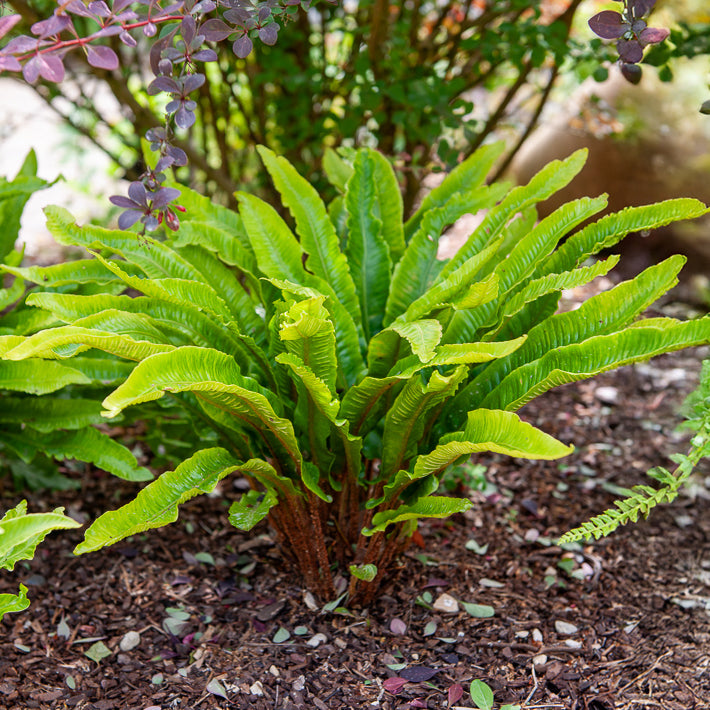 Bakker Fougère Scolopendre Langue de Cerf Vivace Pot 9cm