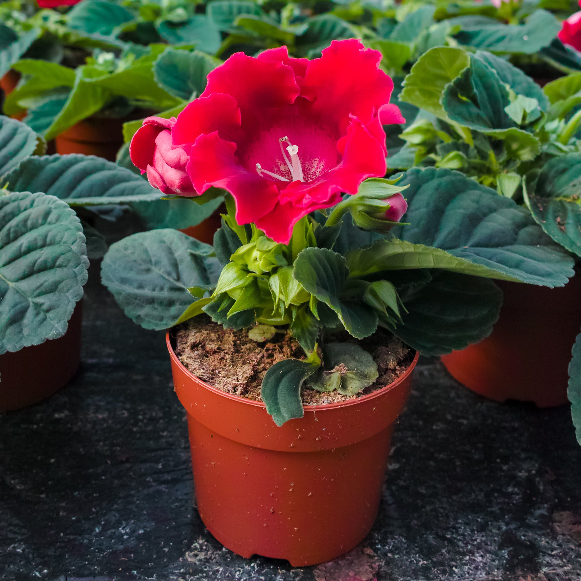 Bakker Gloxinia Etoile de feu bulbe rouge 1 bulbe
