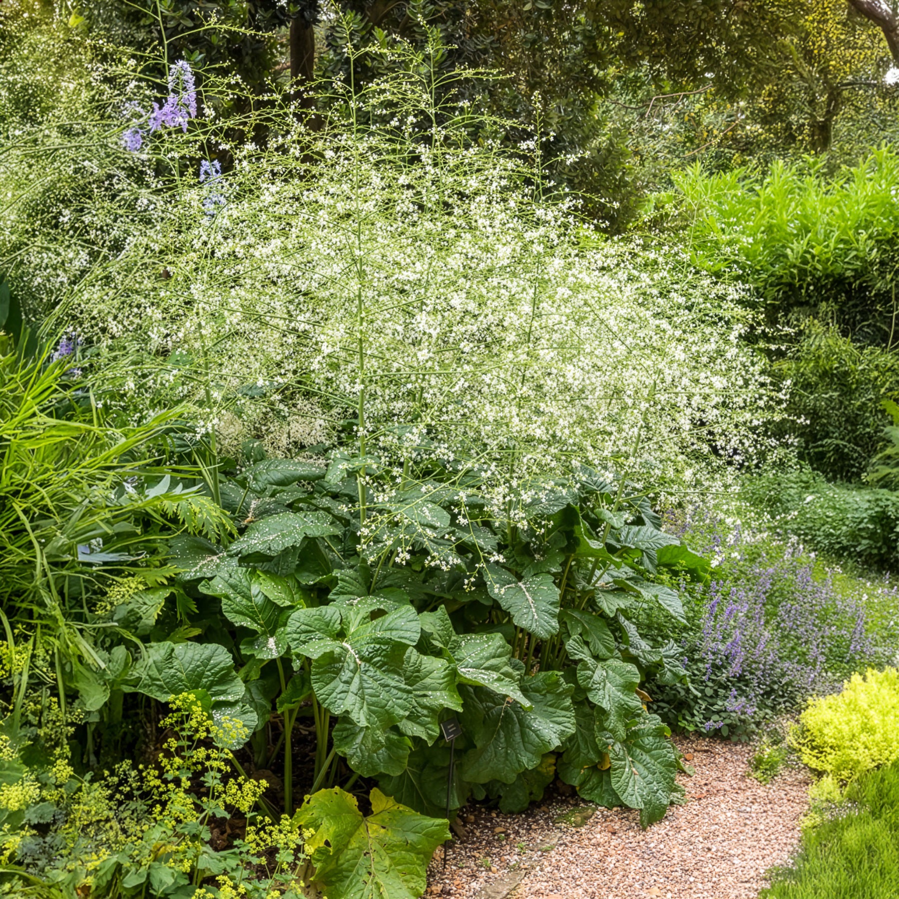 Bakker Plantes vivaces Chou nuage blanc Crambe fleur pot Ø 9cm