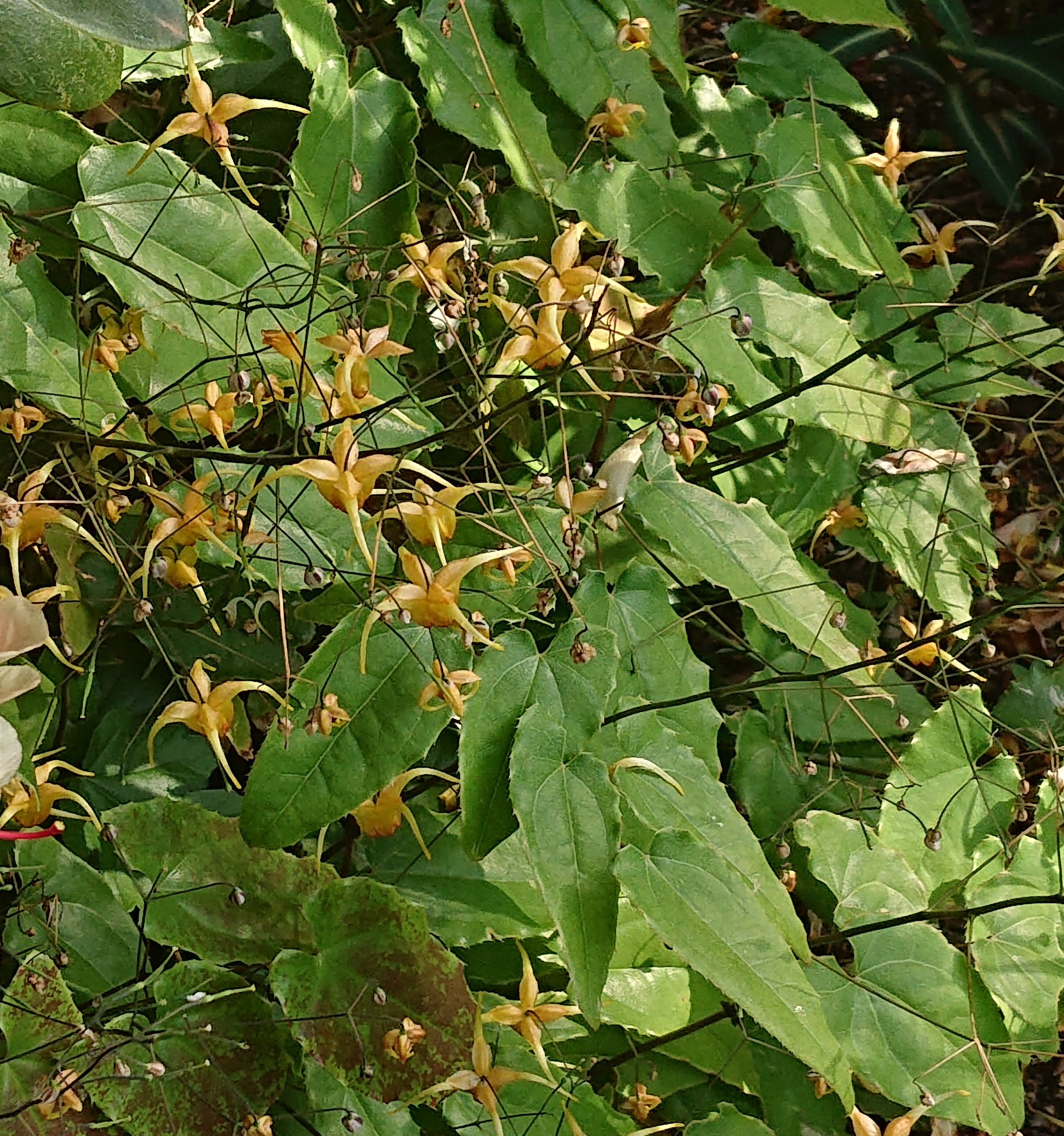 Passion Vivaces Epimedium plante couvre-sol pot 1 litre ombre