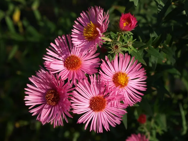 Passion Vivaces Aster Rudelsburg plante vivace godet rose