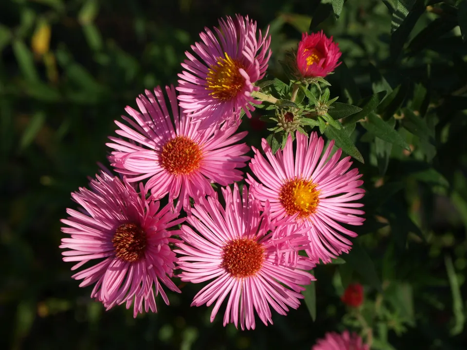 Passion Vivaces Aster Rudelsburg plante vivace godet rose