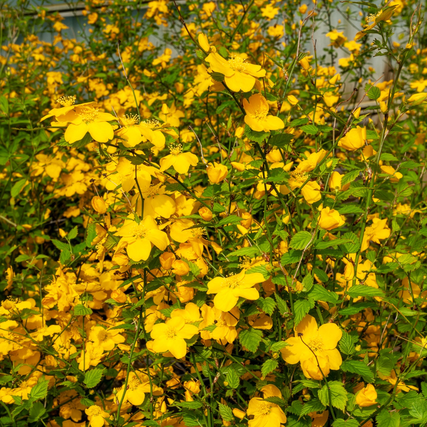 Bakker Corête Japon Golden Guinea arbuste pot 2 L fleurs jaunes