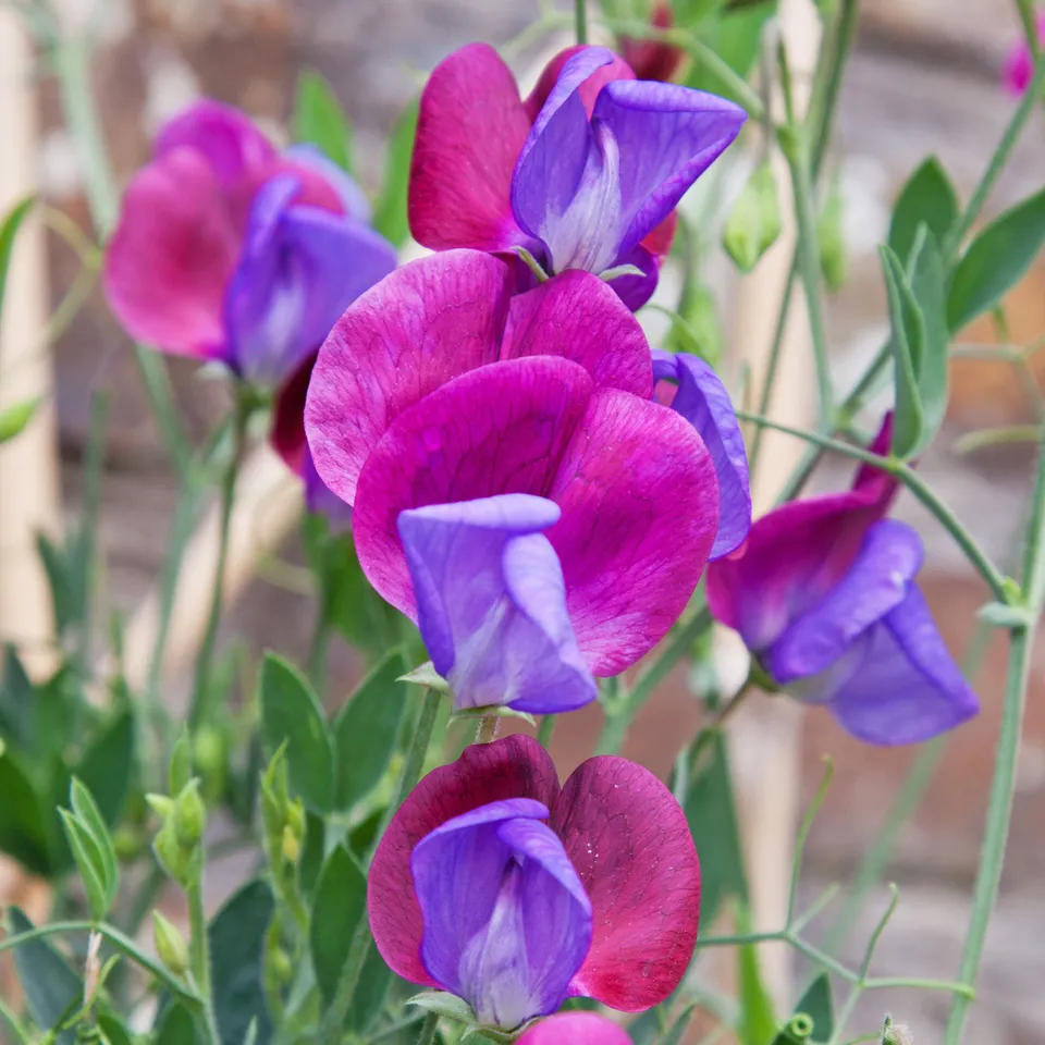 Bakker Pois de senteur Cupani's Original 1699 graine 2.5g violet
