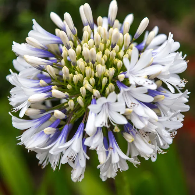 Bakker Agapanthe Queen Mum grande fleur bicolore pot 9cm