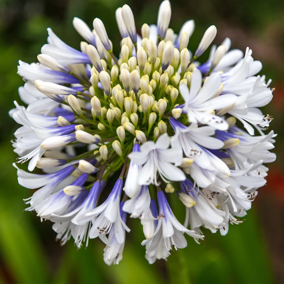 Bakker Agapanthe Queen Mum grande fleur bicolore pot 9cm