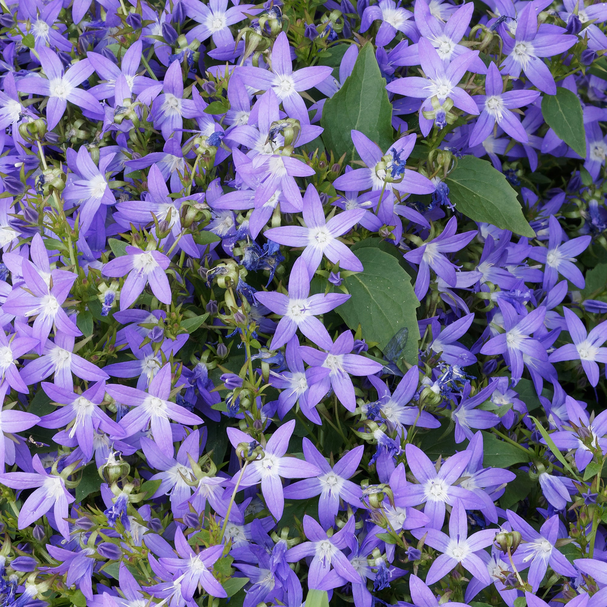 Bakker Campanule des murets vivace 5 pots 9cm violette