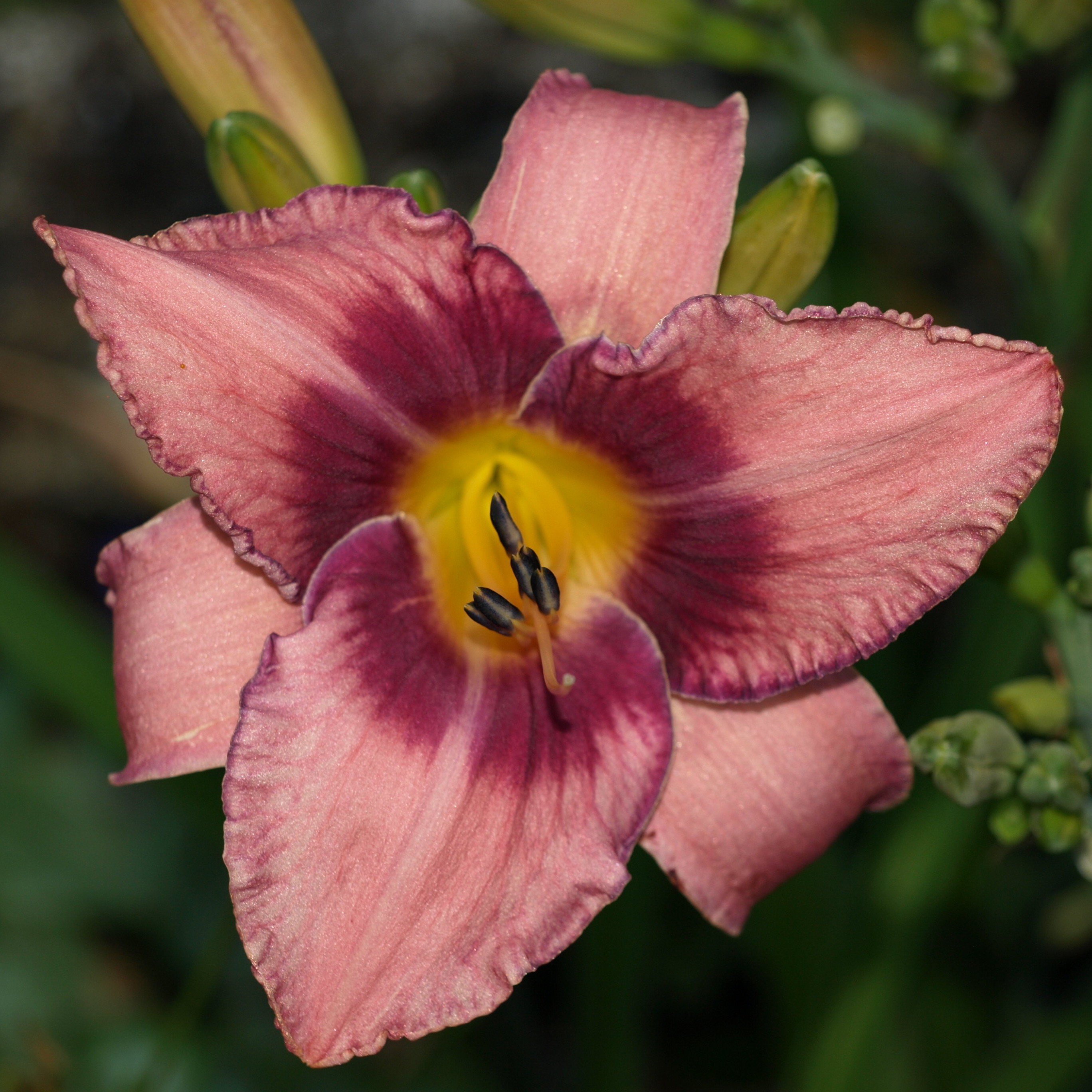 Passion Vivaces Hemerocallis Designer Jeans hémérocalle rose pot 1L