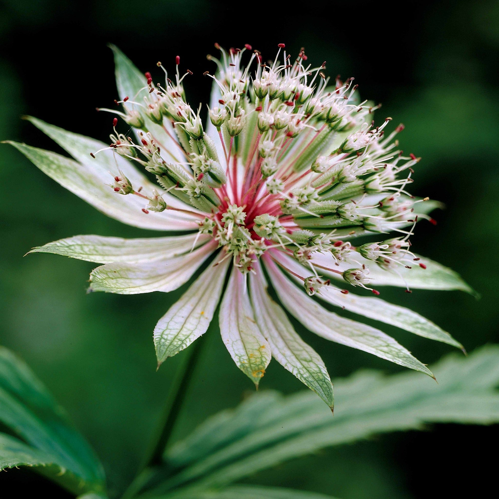 Bakker Astrances blanches plante vivace 2 racines nues à couper