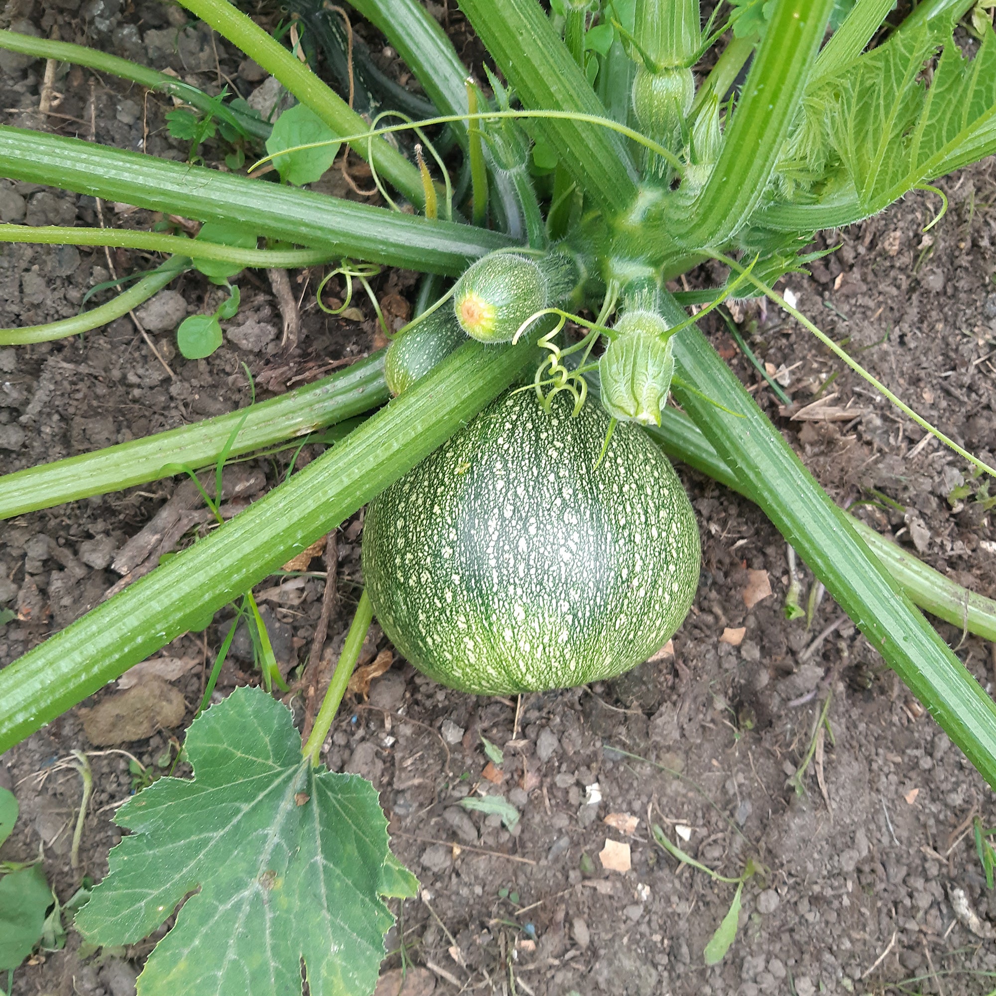Bakker De Nice courgette ronde sachet 5 graines farcie