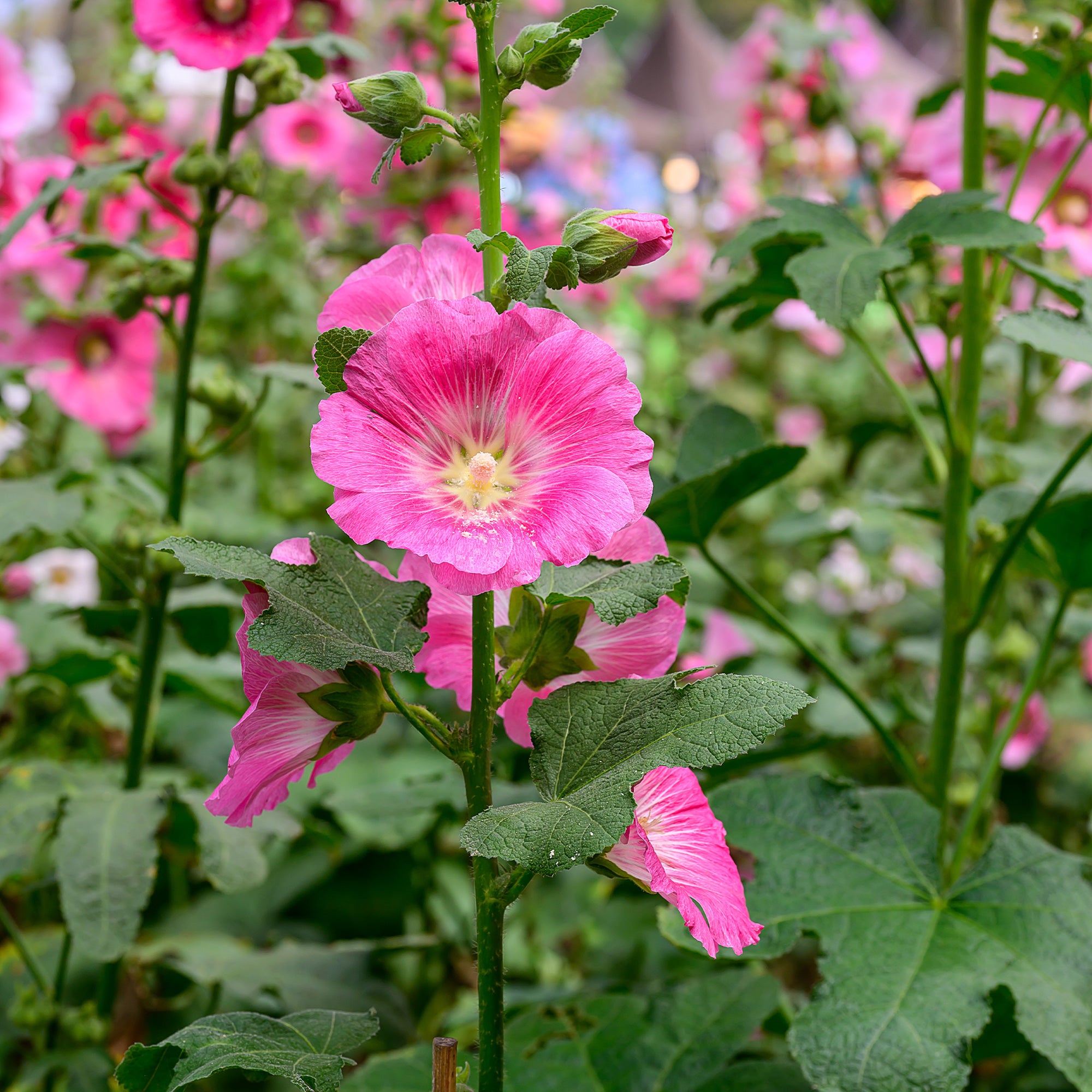 Bakker Rose trémière Alcea rosea pot 8cm soleil