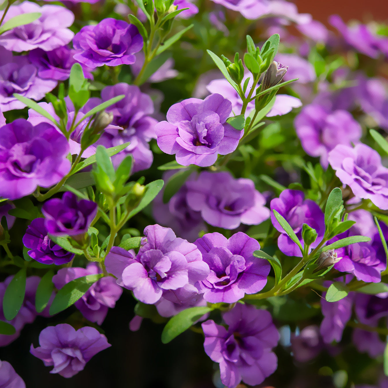 Bakker Amethyst mini-pétunia 3 pots Ø 10,5cm violet